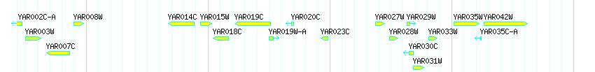 Genes detail