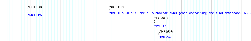 tRNAs detail