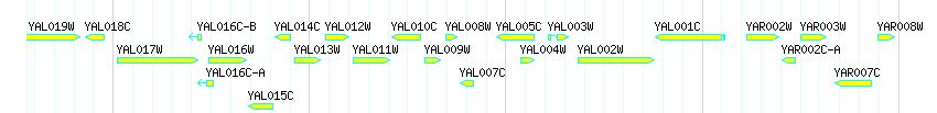 Genes detail