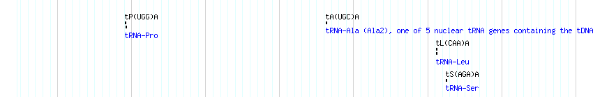 tRNAs detail