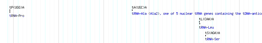 tRNAs detail