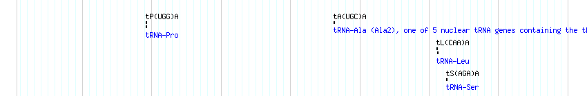 tRNAs detail