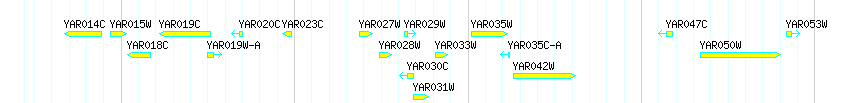 Genes detail