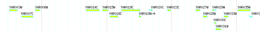 Genes detail