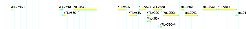 Genes detail