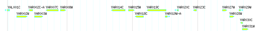 Genes detail