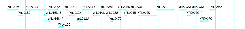 Genes detail