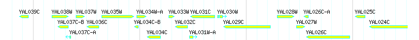 Genes detail