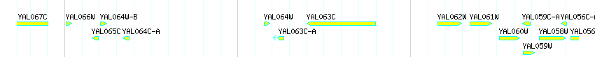 Genes detail