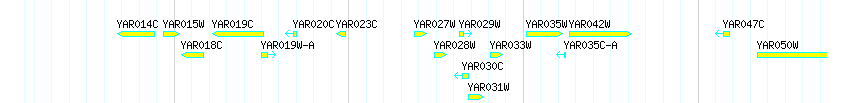 Genes detail