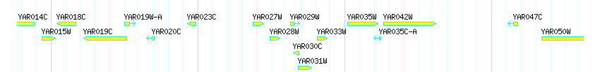 Genes detail