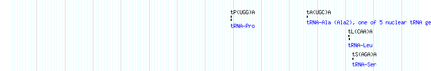 tRNAs detail