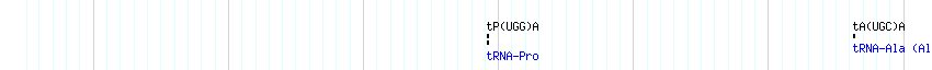 tRNAs detail