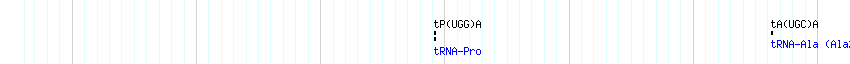 tRNAs detail