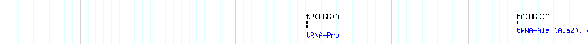 tRNAs detail