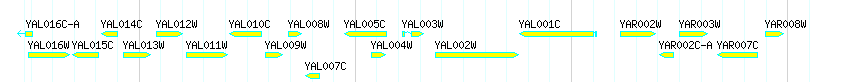Genes detail