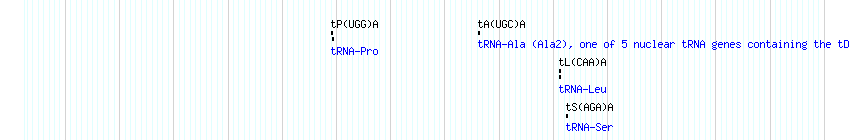 tRNAs detail