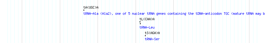 tRNAs detail