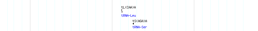 tRNAs detail