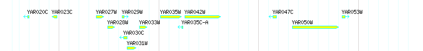 Genes detail