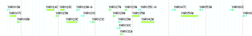 Genes detail