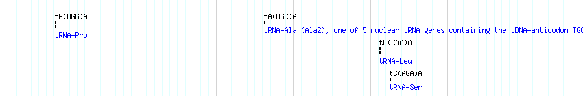 tRNAs detail