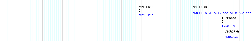 tRNAs detail