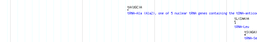tRNAs detail