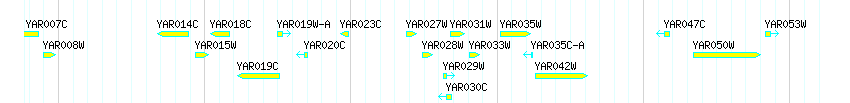Genes detail