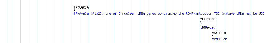 tRNAs detail