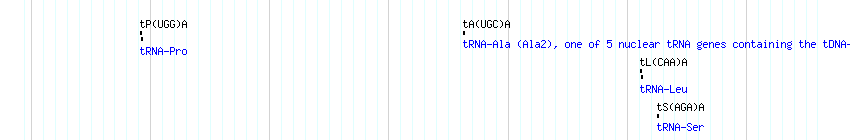 tRNAs detail