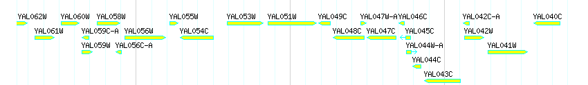 Genes detail