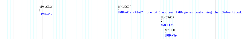 tRNAs detail