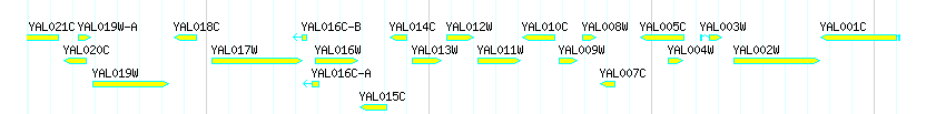Genes detail