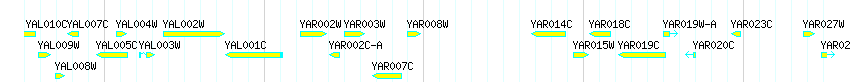 Genes detail
