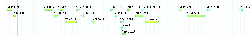 Genes detail