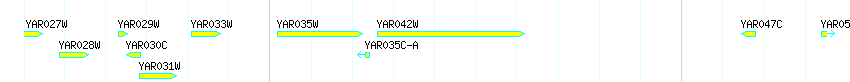 Genes detail
