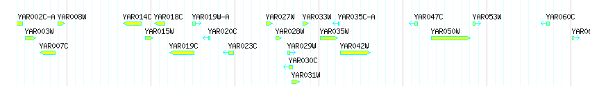 Genes detail