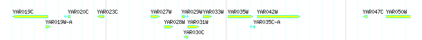 Genes detail