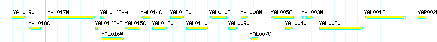 Genes detail