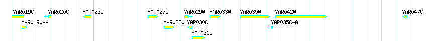 Genes detail