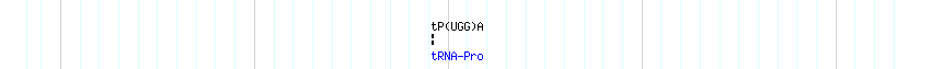 tRNAs detail