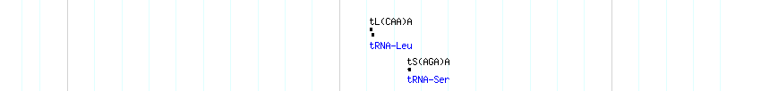 tRNAs detail