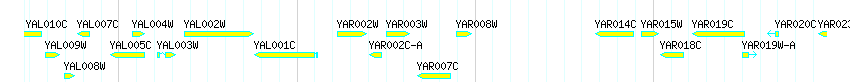 Genes detail