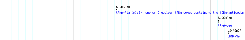 tRNAs detail