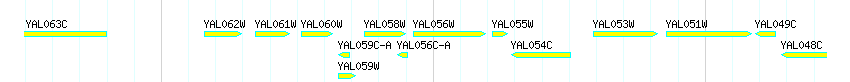 Genes detail