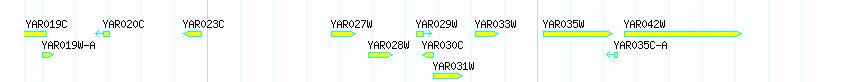 Genes detail