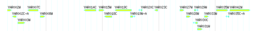 Genes detail