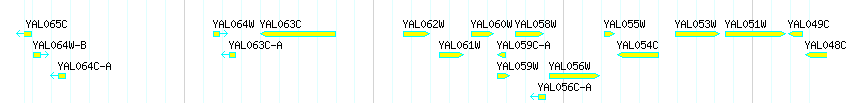 Genes detail
