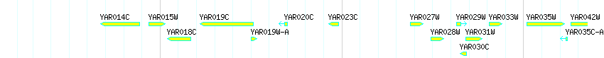 Genes detail